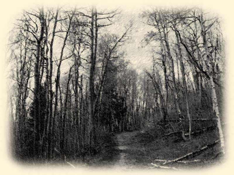 [forest+path2.jpg]
