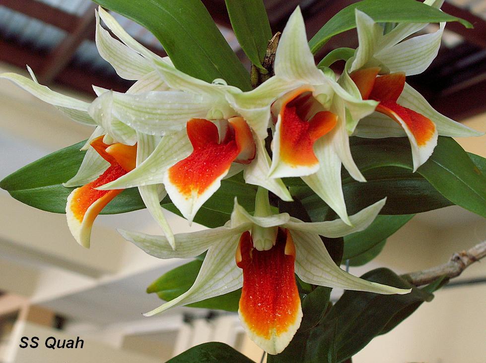 [Orchids11-20071230.JPG]