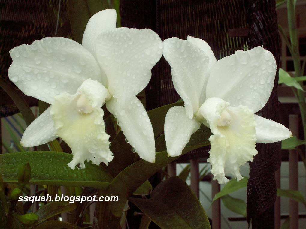 [orchid-pict0477.jpg]