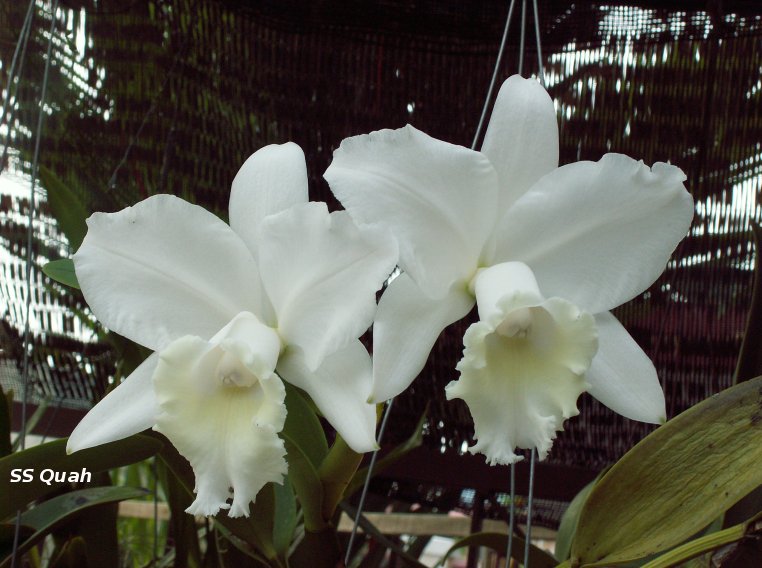[Orchids-200806.jpg]