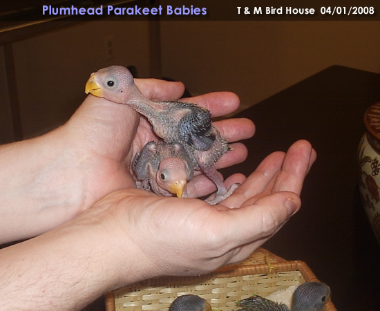 [plumhead_parakeet_babies006.jpg]