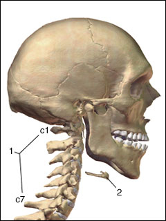 [site-of-neck-x-ray.jpg]