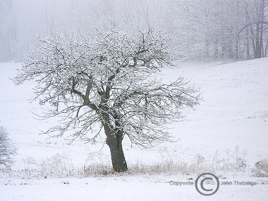 [Snowy+Tree.jpg]