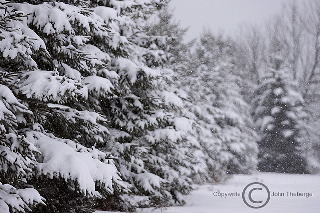 [Fir+Trees+in+Snow+Storm.jpg]