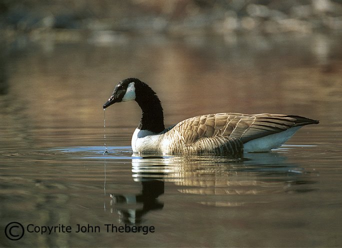 [Goose+with+Dripping+Water.jpg]