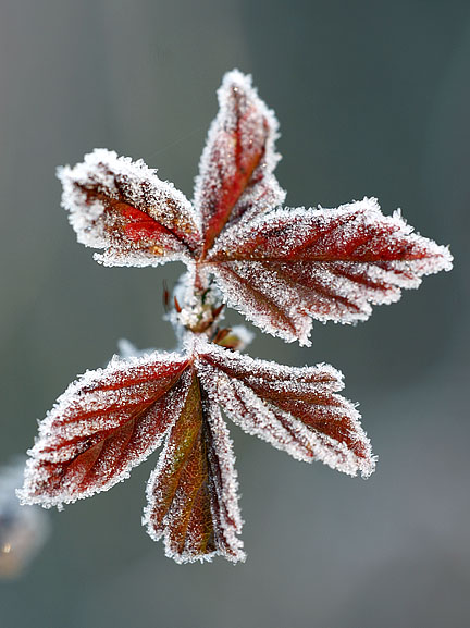 [Frosted+Red+Leaves.jpg]