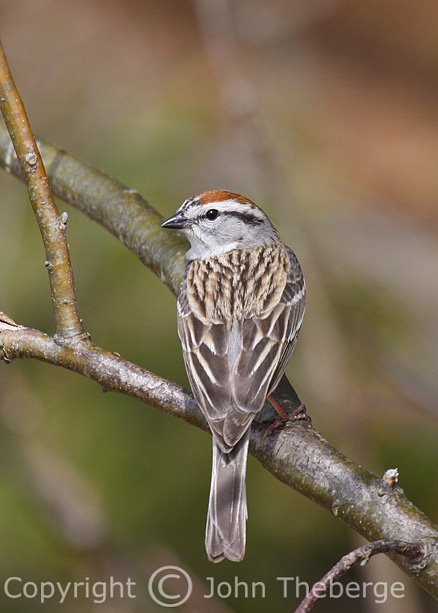[Chipping+Sparrow.jpg]