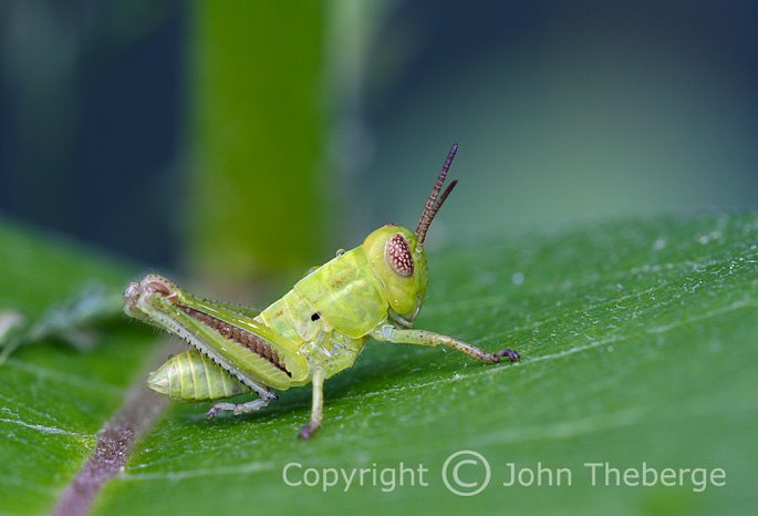 [Baby+Grasshopper.jpg]