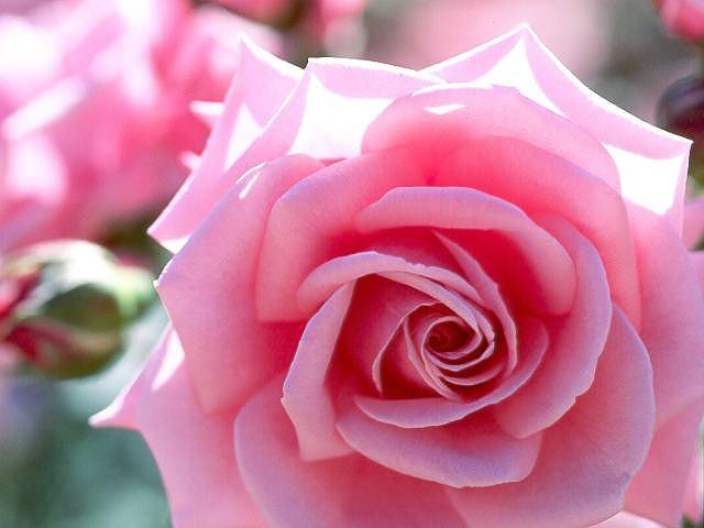 [pink-rose.jpg]