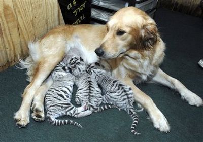 [dog_adopts_tiger_cubs.jpg]