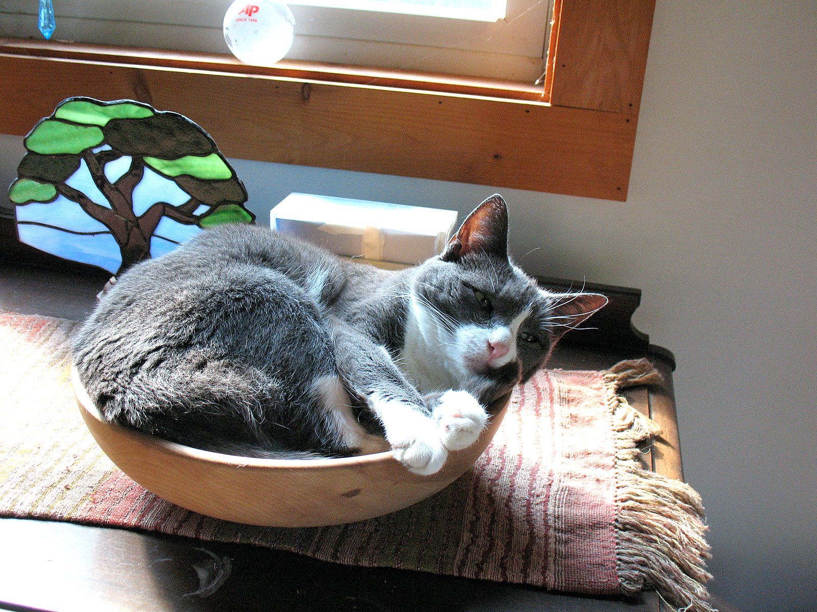 [cat+in+a+bowl.jpg]