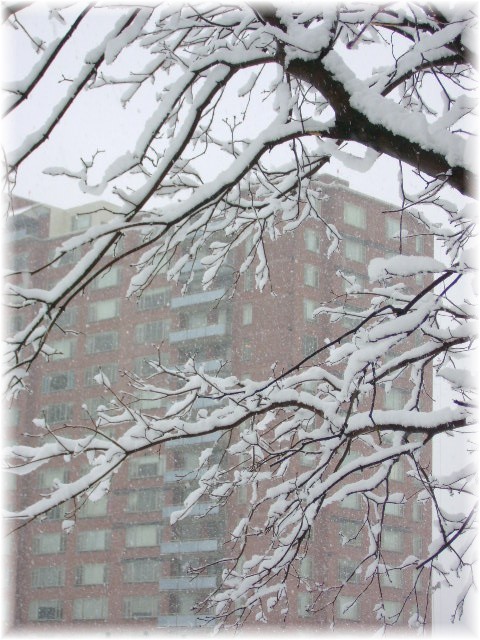 [Snow+February+25+2007+Ashlawn+II.jpg]