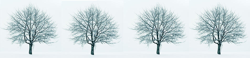 [winter-trees.jpg]