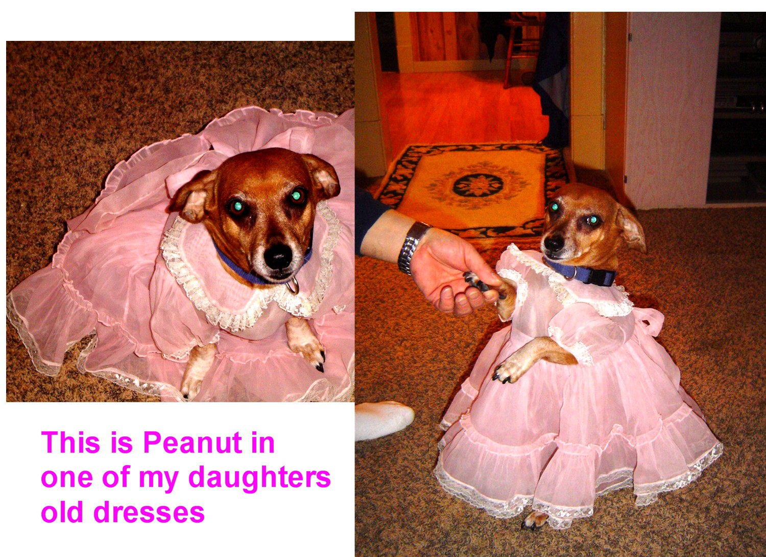 [Peanut+dressed+up.jpg]