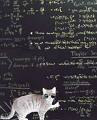 [gato+cuántico.jpg]
