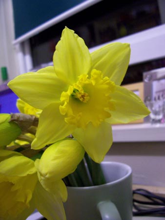 [small_daffodil.jpg]