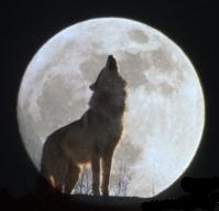 [Howling+at+the+moon.jpg]