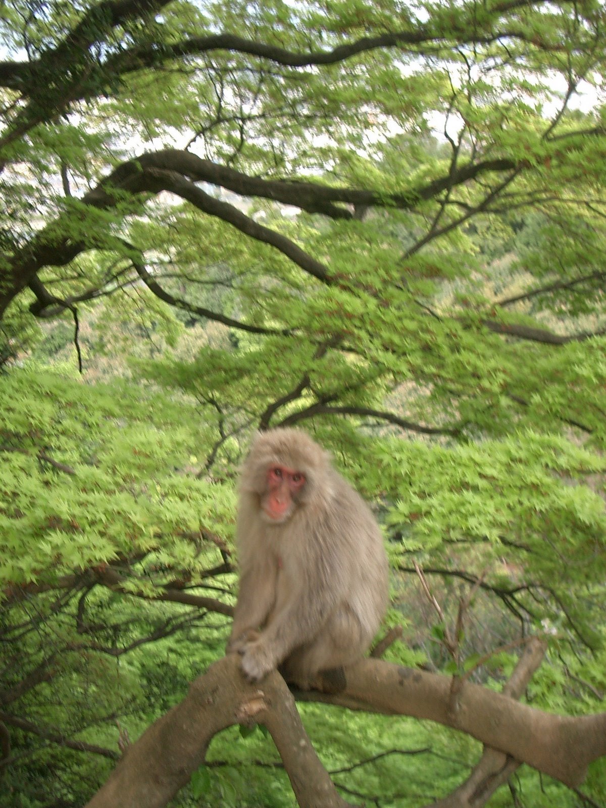 [tree+monkey.jpg]