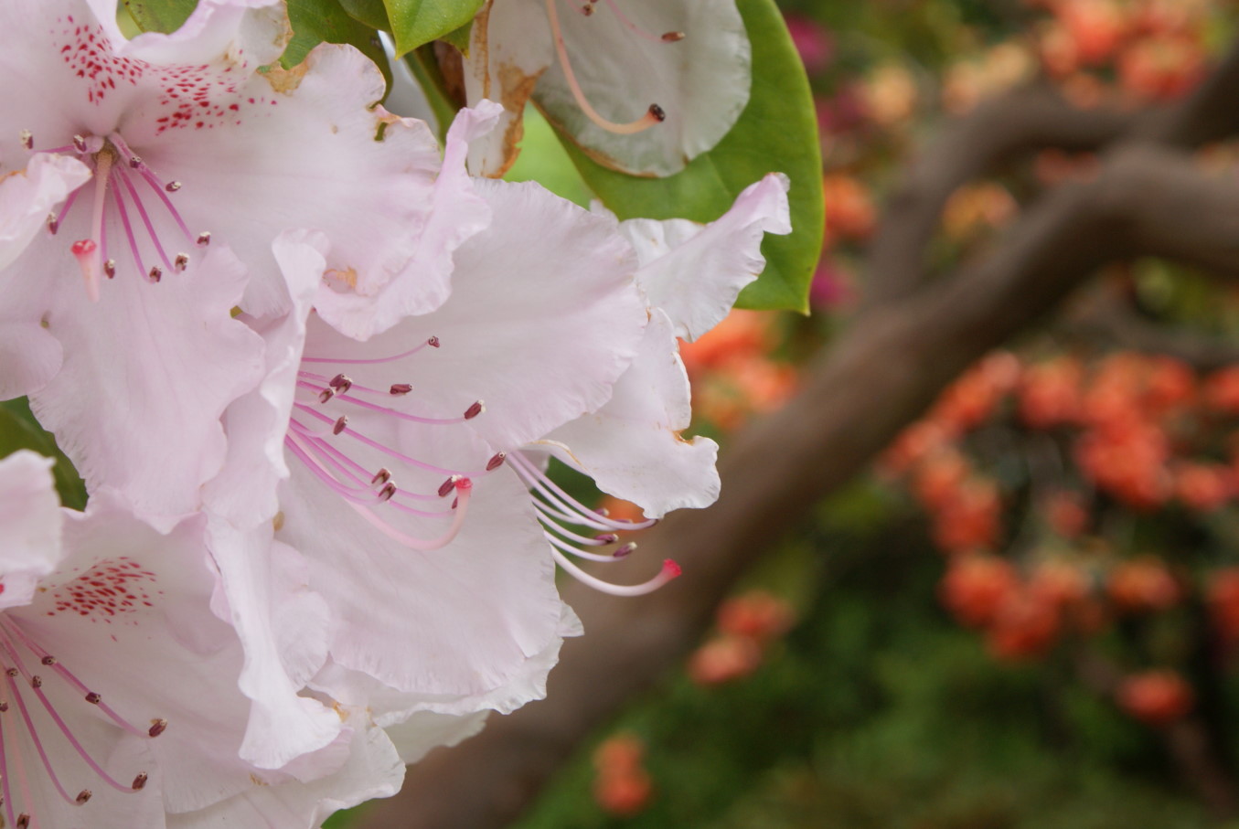 [rhododendrons.jpg]