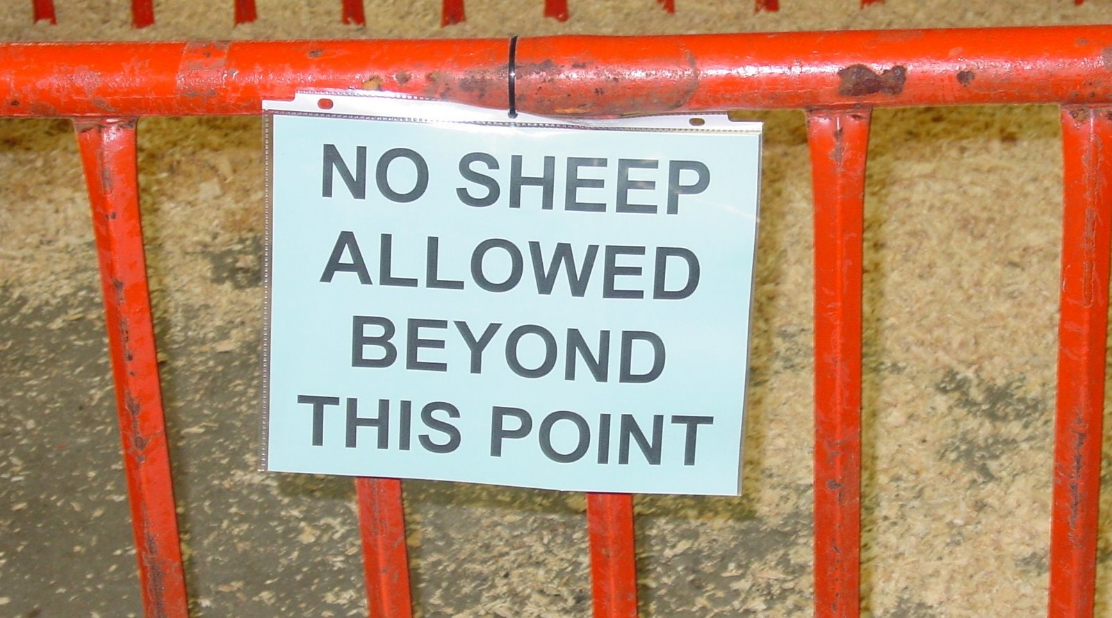 [sheep+discrimination.jpg]