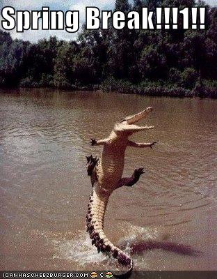 [funny-pictures-spring-break-crocodile.jpg]