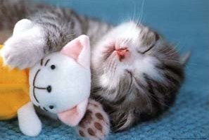 [kitten-asleep.jpg]