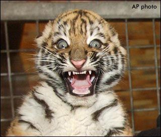 [baby_tiger_surprised_face.jpg]