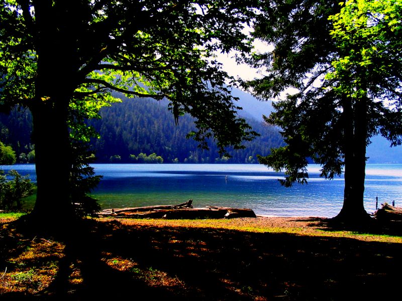 [800px-Lake_Crescent_trees.jpg]