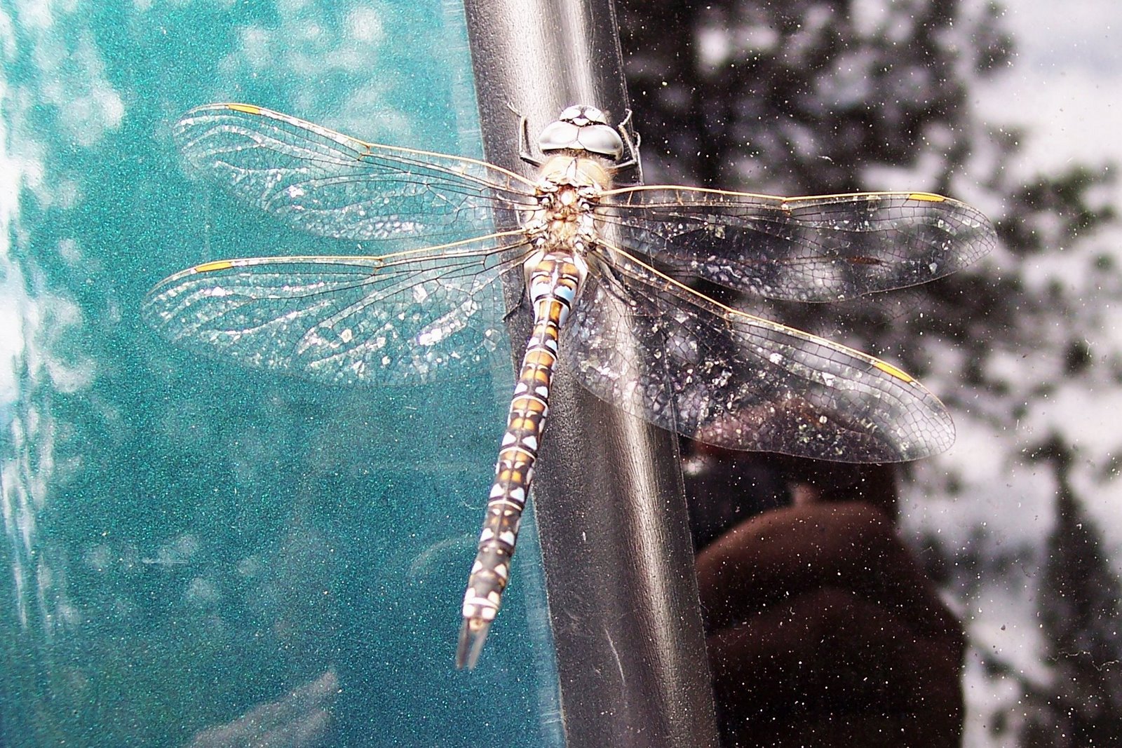 [dragonfly001.jpg]