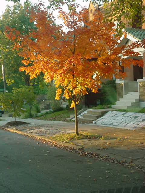 [fall+tree.jpg]