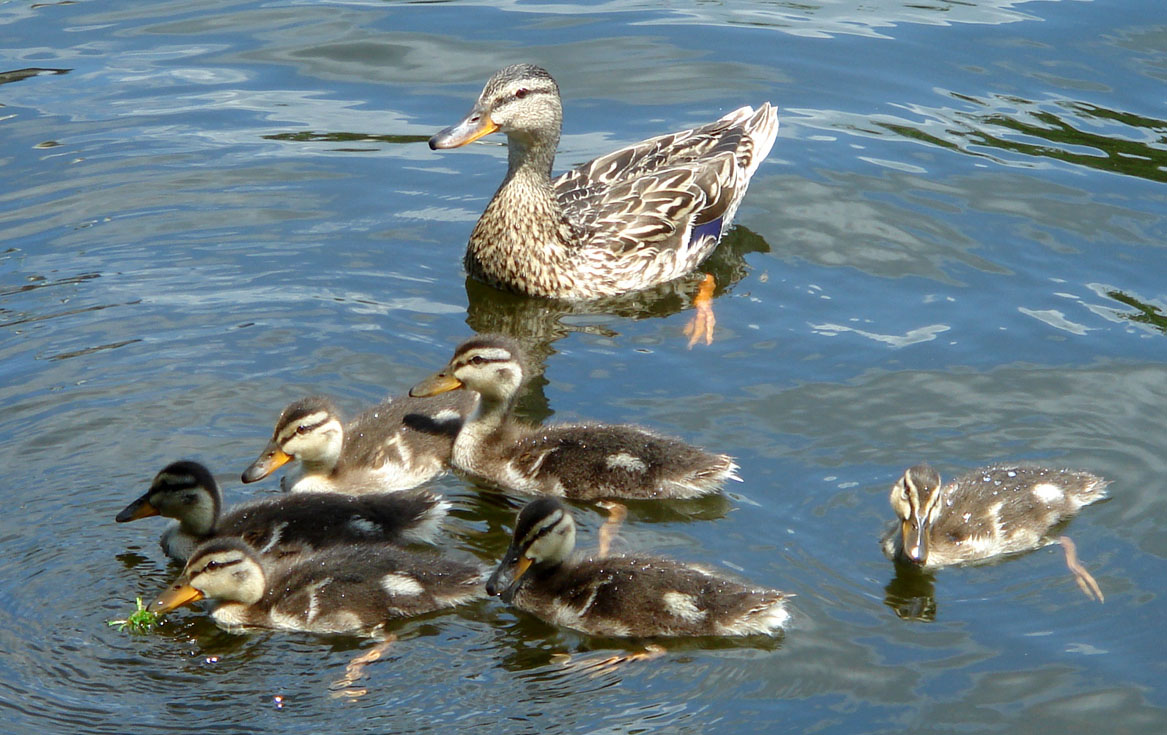 [Mother_duck_with_chicks.jpg]