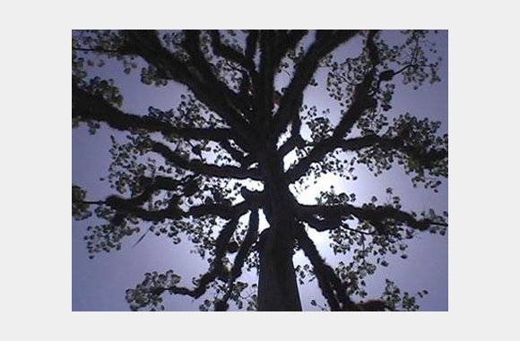 [ceiba-tree-1.jpg]