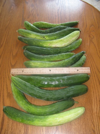 [cucumbers0718web.JPG]