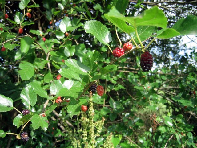 [mulberry+tree.jpg]