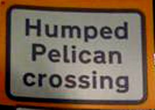 [Humped+Pelican.jpg]