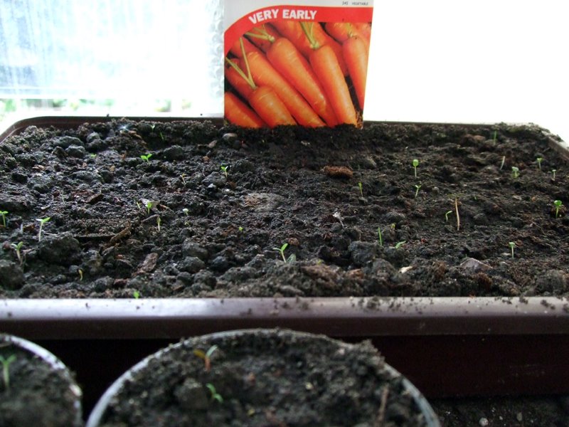 [carrot-seeds-growing.jpg]