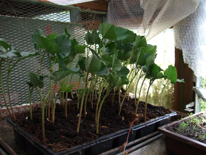 [runner+beans+growing+in+greenhouse.jpg]