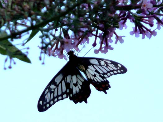 [Butterfly.jpg]