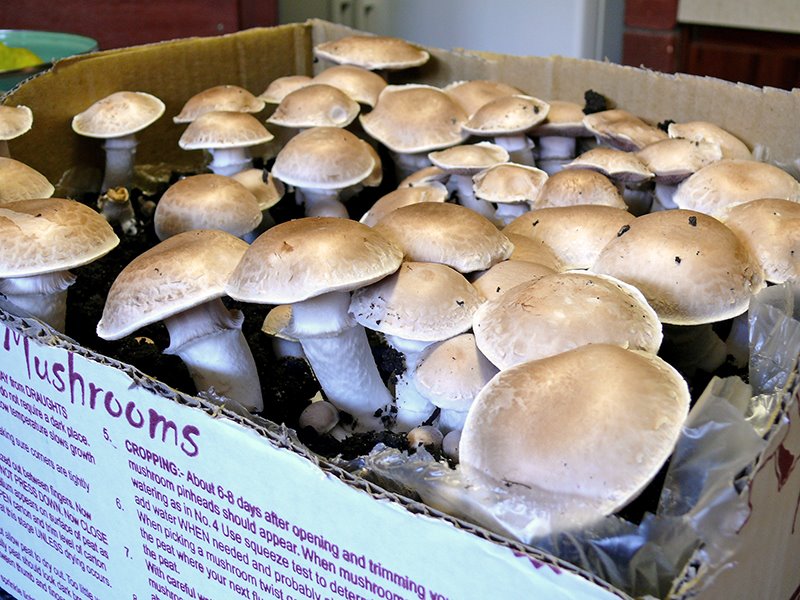 [Portabello+mushroom+farm.jpg]