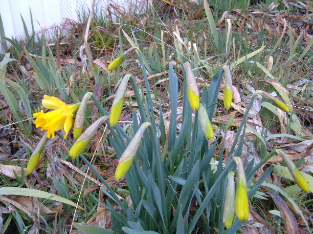 [Daffodils+Budding.JPG]