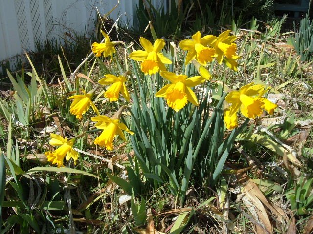[Daffodils+Bloom.JPG]