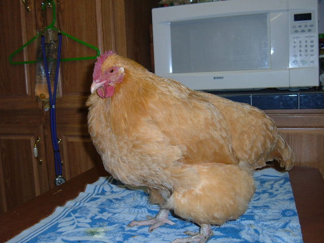 [Barbara+Chicken+3.08.JPG]