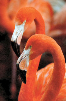 [flamingos1.jpg]