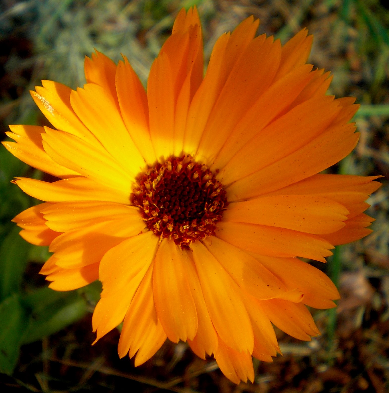 Orange flower.