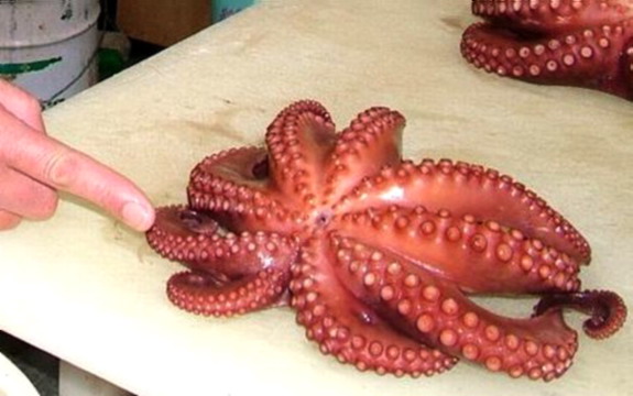 [nine-arms-octopus.jpg]