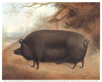 [PG002~Bacon-Hog-Posters.jpg]