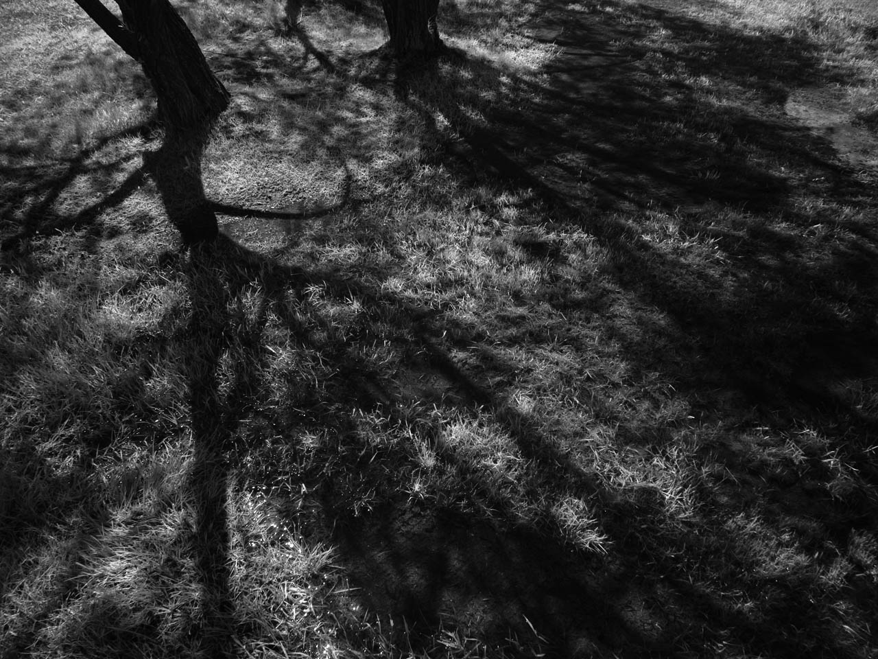 [June+26+2008+Mountains+011+Tree+Shadows.jpg]