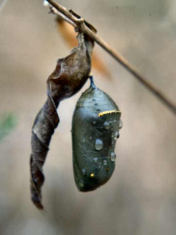 [Within_this_Chrysalis_a_Monarch_caterpillar_will_miraculously_transform_into_a_butterfly_3700_IMG0029.jpg]