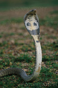 [one-animal-nobody-india-cobras-tamil-nadu-state-~-71665297.jpg]