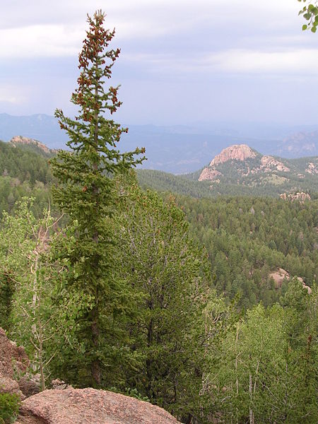 [Pike_National_Forest+Colorado.jpg]
